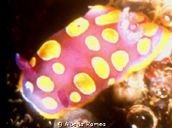 A rare mediterranean nudibranchia Crhomodoris luteorosea. by Alberto Romeo 